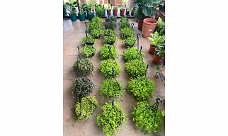 Dischidia (Hanging)