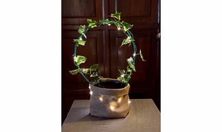 English Ivy Green