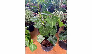 English Ivy (Hanging)