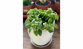 Fittonia (Hanging)