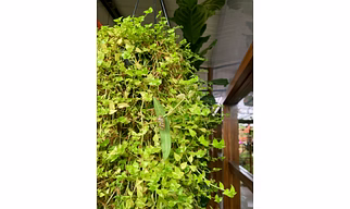 Pilea (Hanging)