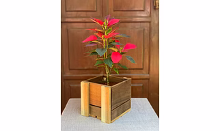 Poinsettia Red