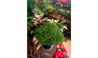 Selaginella Fern
