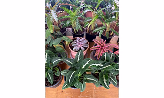 Syngonium Wendlandii