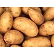 POTATO-6542046-sm