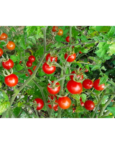 TOMATO-1
