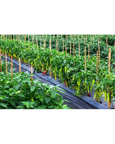 GREEN CHILLY-2