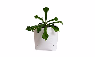 Abono- UV treated poly Grow Bags,medium, pack of 10