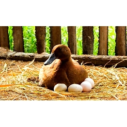 PeppaChick Premium Duck Eggs - 6 Nos
