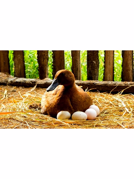 Premium Duck Eggs - 6 Nos-3