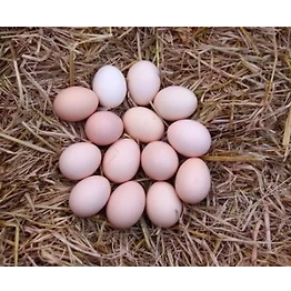 PeppaChick Premium Desi Chicken Eggs - 6 Pcs