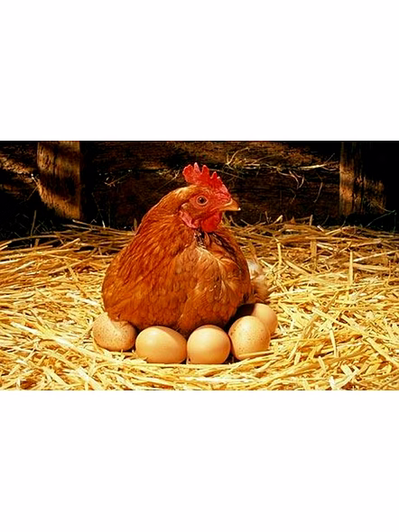 Premium Desi Chicken Eggs - 6 Pcs-1