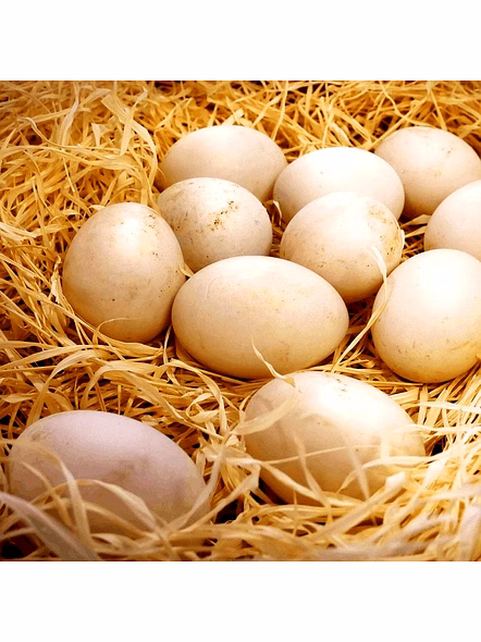 Premium Duck Eggs - 6 Nos-75