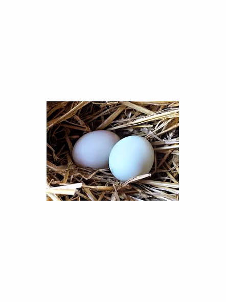 Premium Duck Eggs - 6 Nos-1