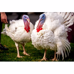peppachick turkey meat