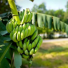 banana