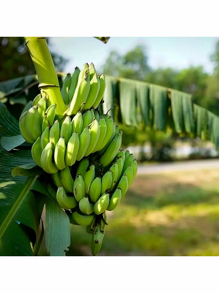 Banana