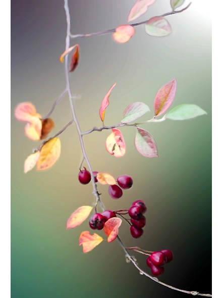 Bluekites rose berry per kg-2