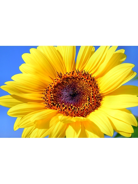 Bluekites Sunflower seed 1kg-2