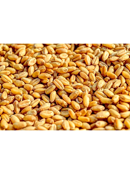 Wheat