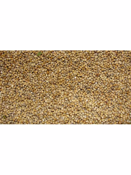 Bajra