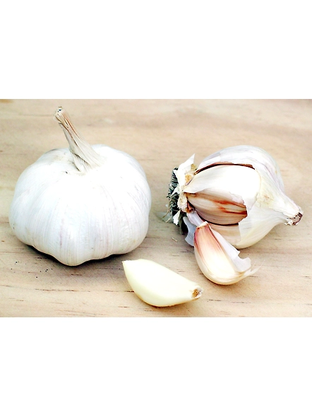 Garlic