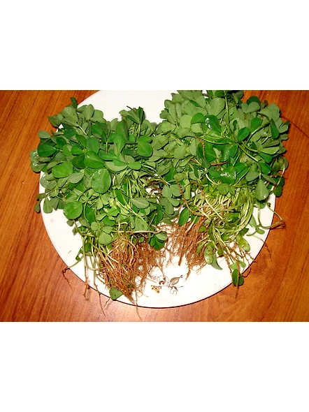 Methi
