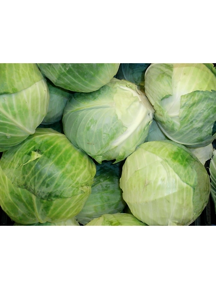 Cabbage
