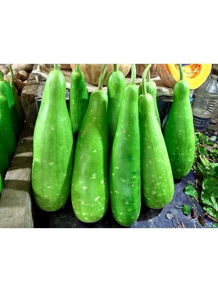 Bottle gourd