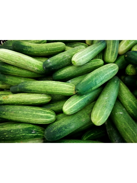 Cucumber
