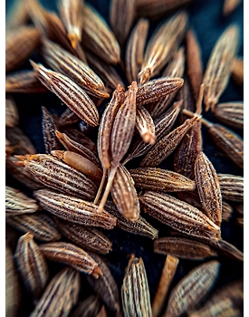 Cumin Seed Whole Organic Spice | Spice | Seasoning | Jeera | Food Grade | Natural Herbs & Dried Herbs | Culinary Seeds | Herbs | Fragrance