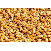 Wheat