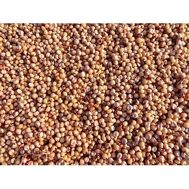 Jowar-MCDC-05
