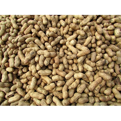 Ground-Nut-MCDC-64