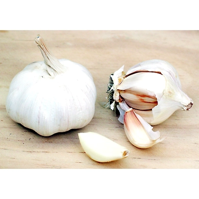 Garlic-MCDC-197