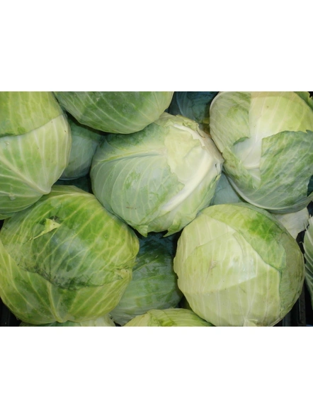 Cabbage-MCDC-236