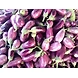 Brinjal-regular-MCDC-278-sm