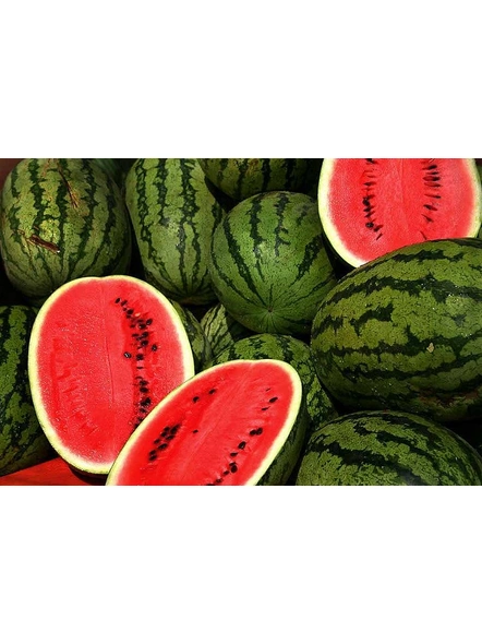 Watermelon-MCDC-311