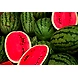 Watermelon-MCDC-312-sm