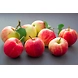 Apple -MCDC-318-sm