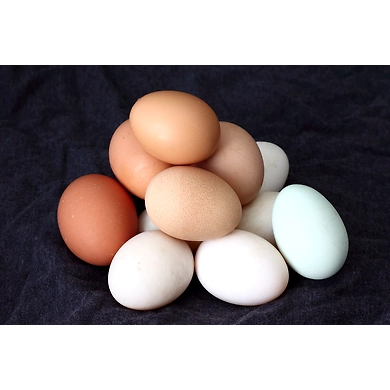 Eggs-MCDC-356
