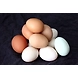 Eggs-MCDC-356-sm