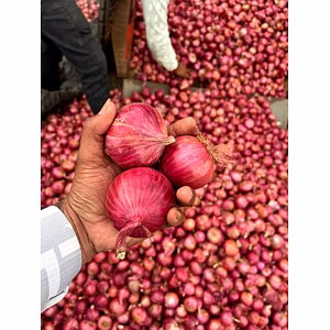 Fresh Onion