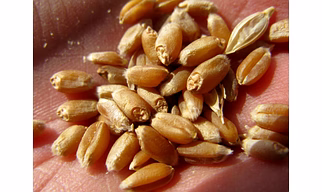 WHEAT FLOOR, WHEAT, WHEAT BRAN