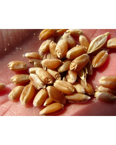 WHEAT FLOOR, WHEAT, WHEAT BRAN-10531802