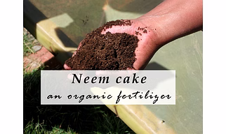 NEEM CAKE POWDER