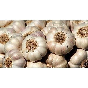 Garlic