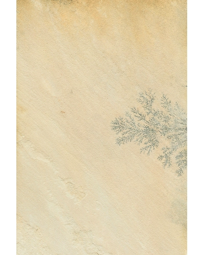 MINT FOSSIL BEIGE-10689922
