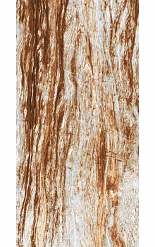 CICILIA BROWN