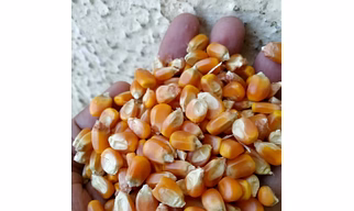 MAIZE